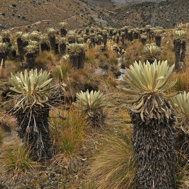 Descubrir el páramo: entre especies y trazos