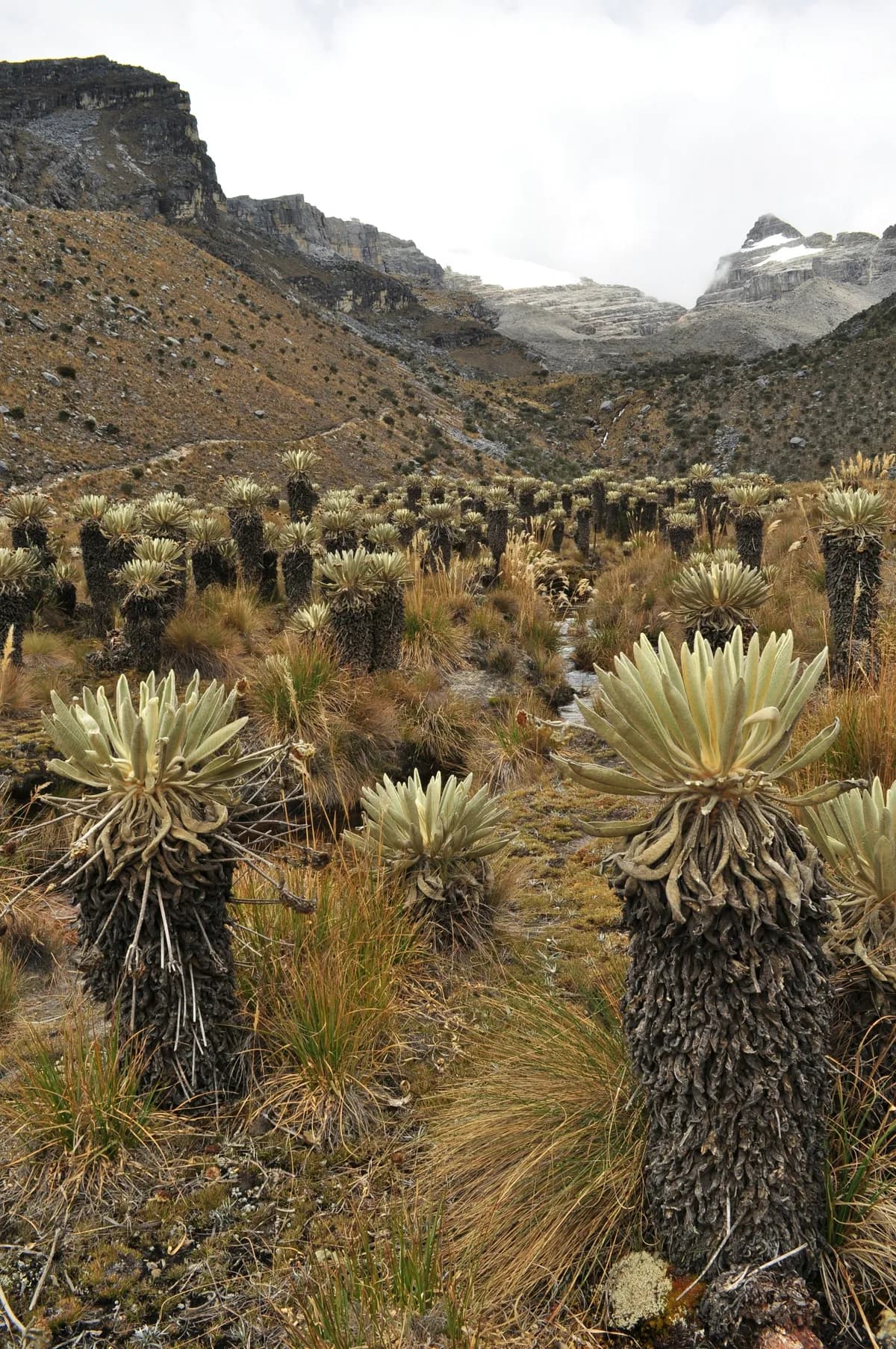 Descubrir el páramo: entre especies y trazos
